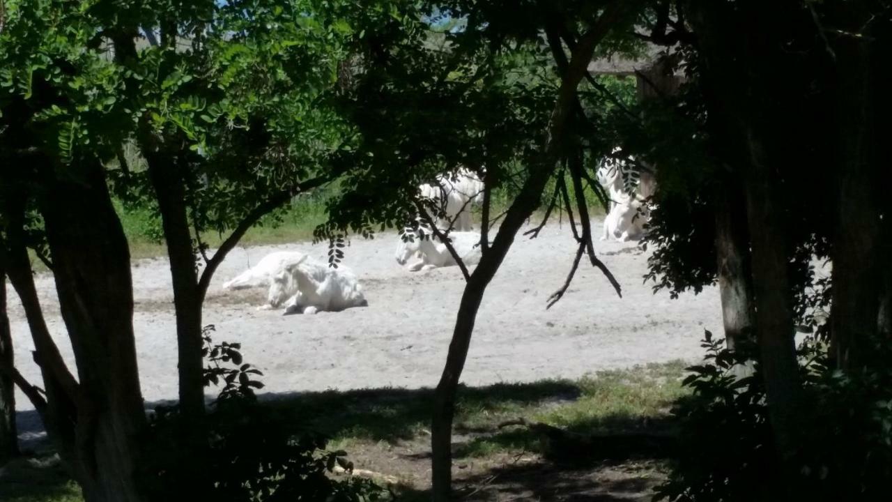 Hotel Arkadenhof Zur Puszta Graf Illmitz Zewnętrze zdjęcie